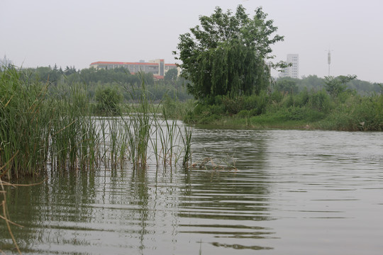 水面波纹水草