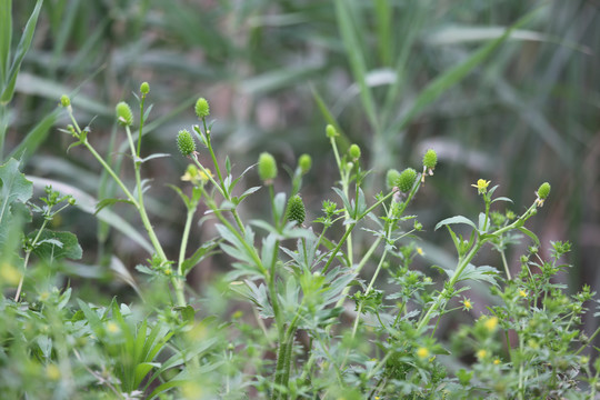 石龙芮