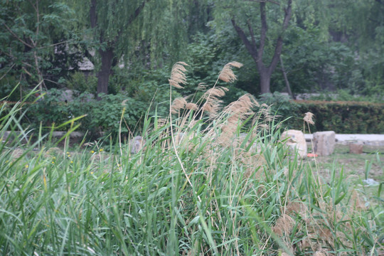 芦苇