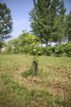 杨树根