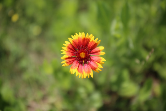 天人菊