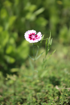 石竹花