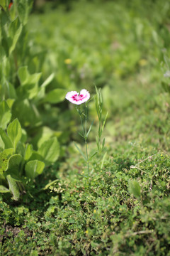 石竹花