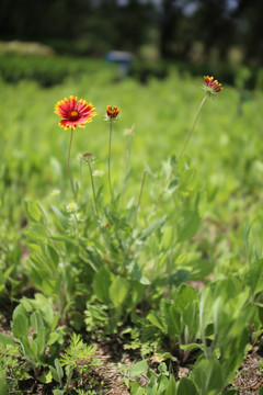 天人菊