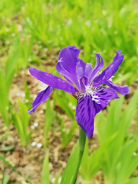 鸢尾花