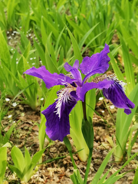 鸢尾花