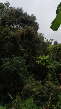 山林植被