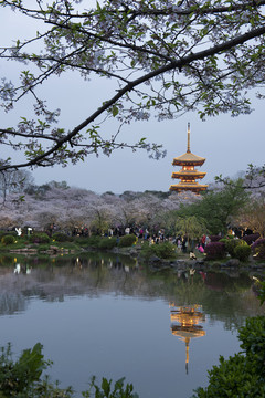 中国湖北武汉东湖磨山樱园樱花