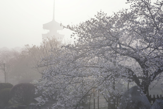 中国湖北武汉东湖磨山樱园樱花