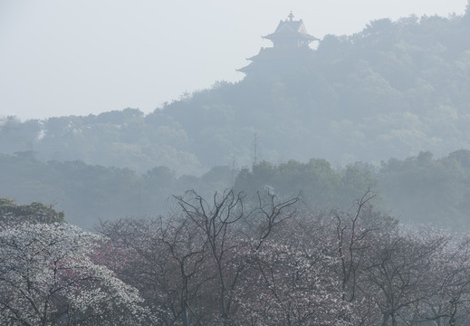 中国湖北武汉东湖磨山樱园樱花