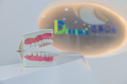 牙齿教学模型
