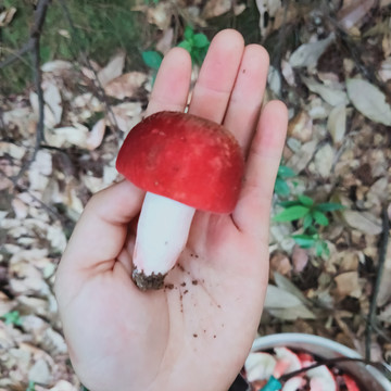 优质新鲜红蘑菇