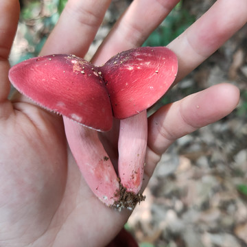 双生红蘑菇