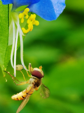 蜜蜂