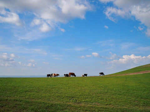 牛群和蓝天