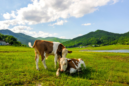 草地上的牛犊