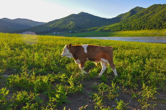 草地上的小牛犊