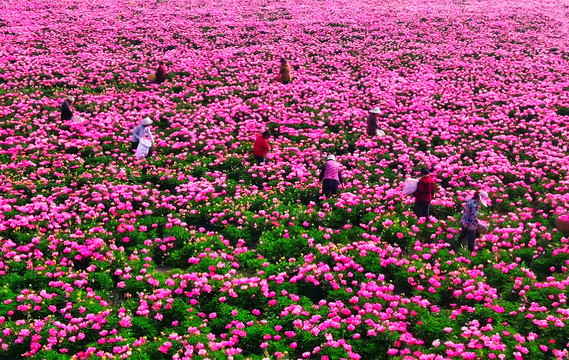 花海