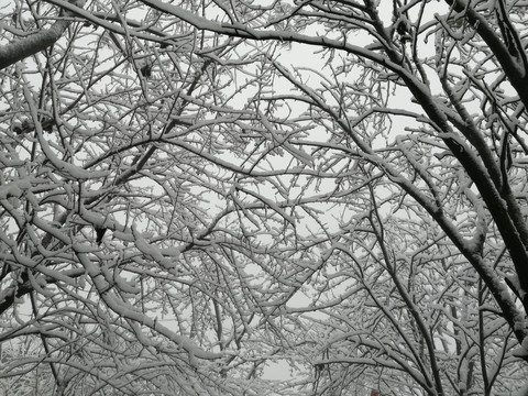 雪景雪松漂亮