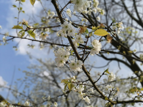 梨花梨树