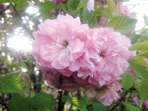 桃花