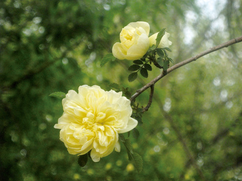 黄刺梅鲜花