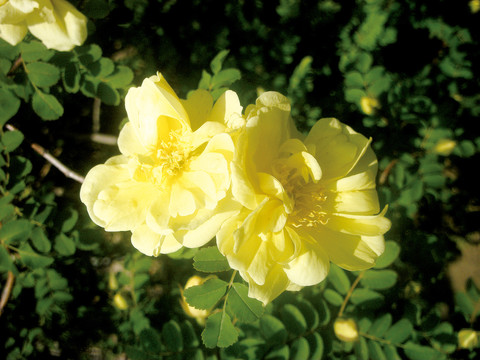 黄刺梅鲜花