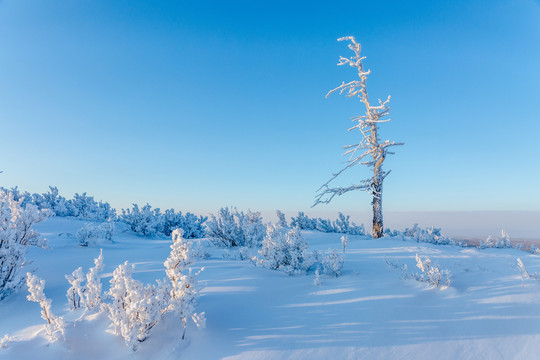 雪原雾凇一棵树