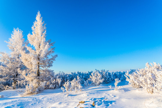 雪原雾凇树挂