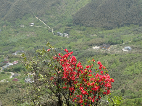 汤公山杜鹃花