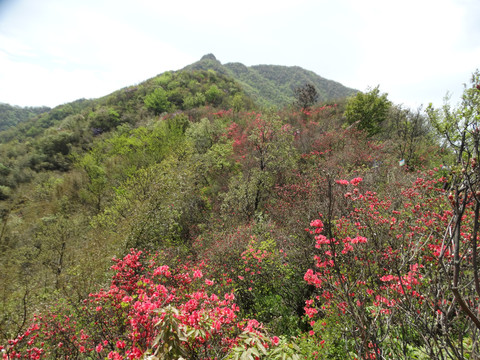 汤公山杜鹃花海