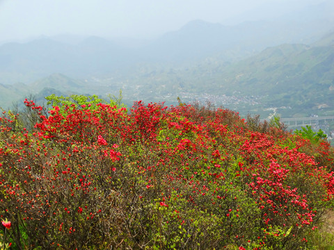 汤公山杜鹃花海