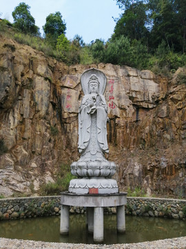 滴水观音