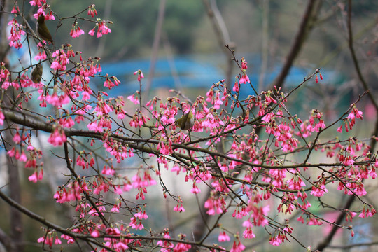 樱花