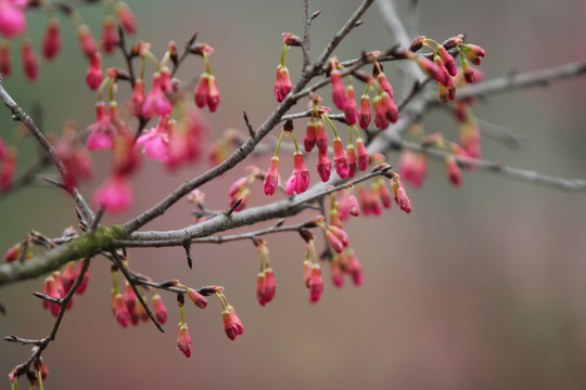 樱花