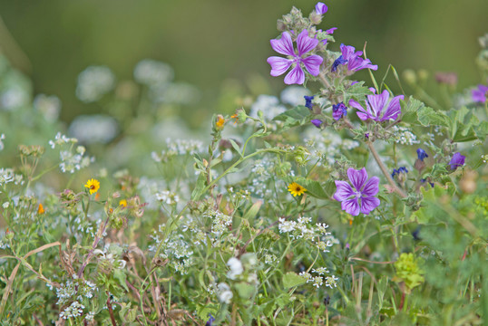 缤纷野花