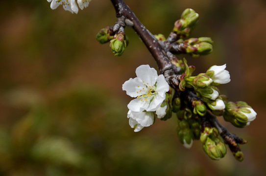 樱桃花