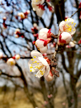 樱桃花