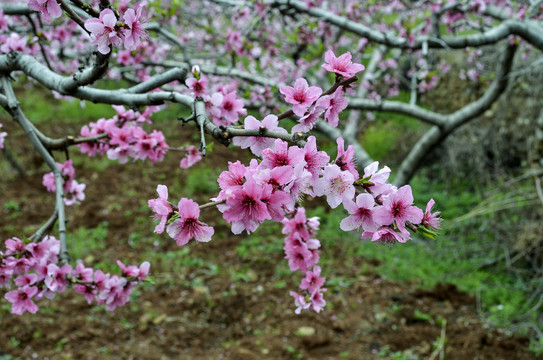 桃花