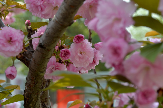 樱花