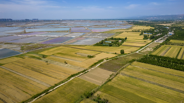 山西运城盐湖麦田