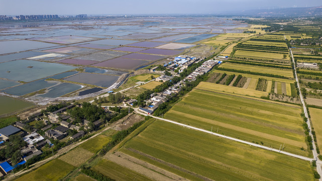 山西运城盐湖麦田