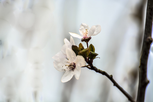 樱花