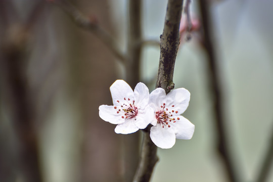 樱花