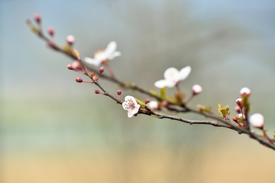 樱花