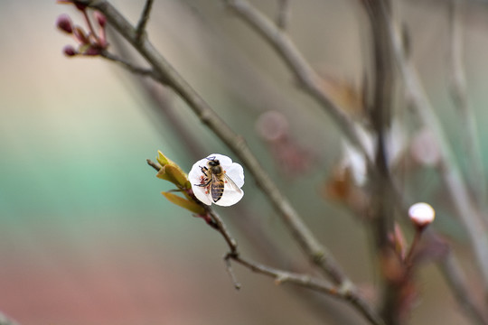 樱花