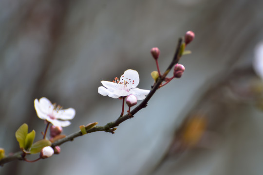 樱花