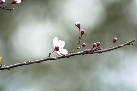 樱花