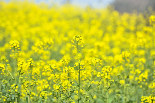 油菜花