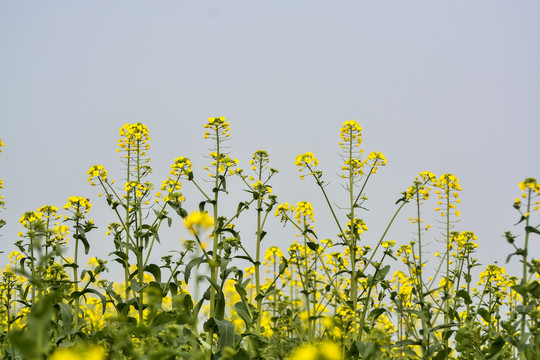 油菜花